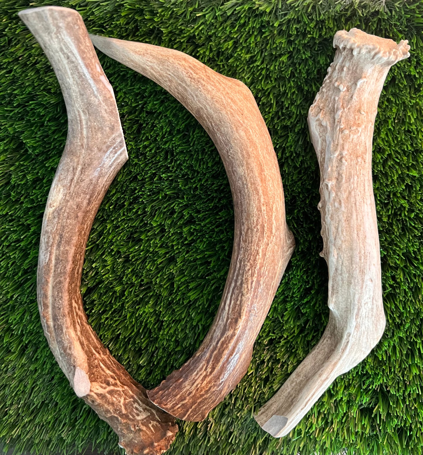 Deer Antlers 10-12" Whole