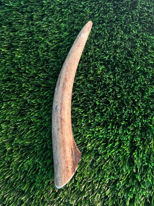 Elk Antler 6-8" Whole